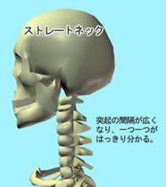 その指令は・・・脳から出ています。